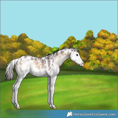 Horse Color:Bay Onyx Sabino Splash