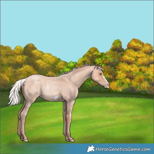 Horse Color:Silver Classic Champagne Roan Frame 