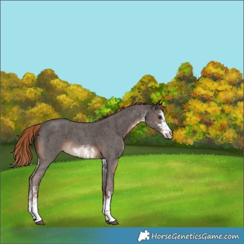 Horse Color:White Spotted Liver Chestnut