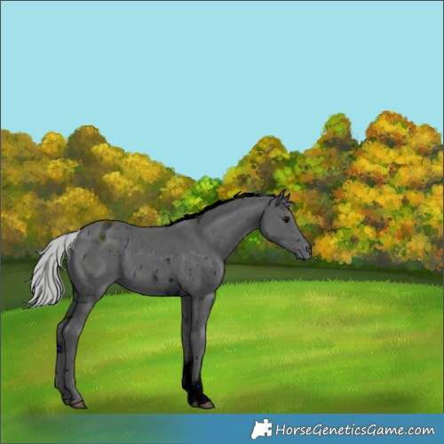 Horse Color:ERROR: UNKNOWN ANOMALY