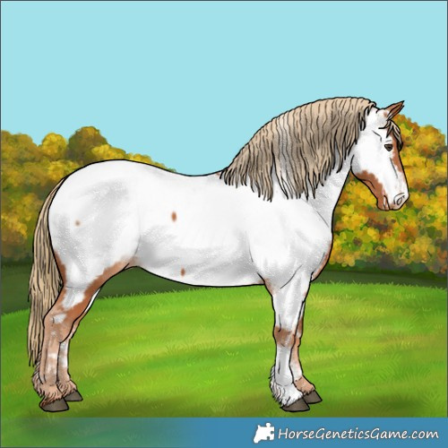 Horse Color:Chestnut Near Fewspot