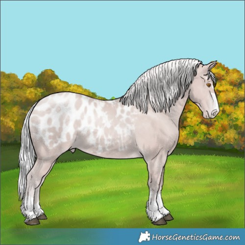 Horse Color:Platinum Silver Black Pearl Blanket