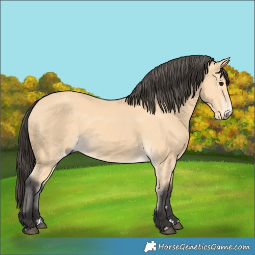 Horse Color:Buckskin 