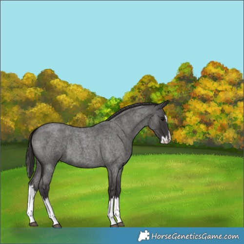 Horse Color:Smoky Blue Roan Splash