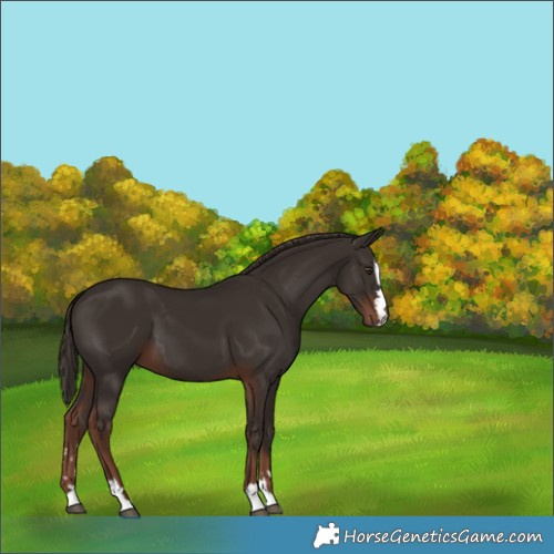 Horse Color:Liver Chestnut