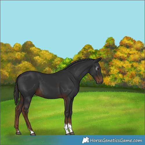 Horse Color:Gray Liver Chestnut Tobiano