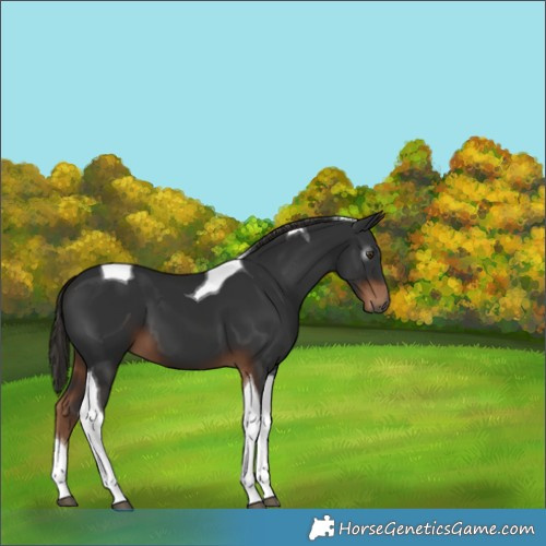 Horse Color:Gray Liver Chestnut Tobiano 