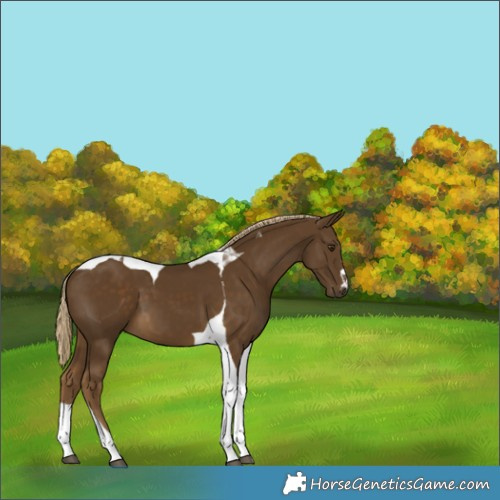 Horse Color:Chocolate Palomino Tobiano