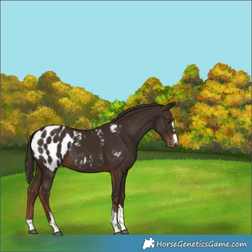 Horse Color:Liver Chestnut Blanket 