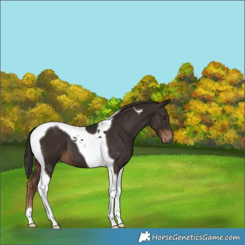 Horse Color:Liver Chestnut Tobiano 