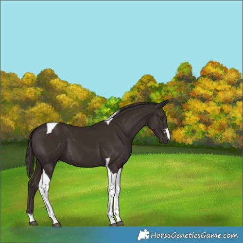 Horse Color:Liver Chestnut Tobiano