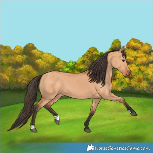 Horse Color:Bay Dun 