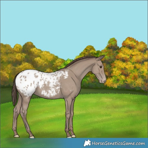 Horse Color:Classic Champagne Blanket 