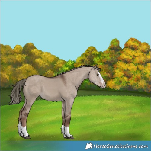 Horse Color:Liver Red Dun Mushroom Splash Rabicano