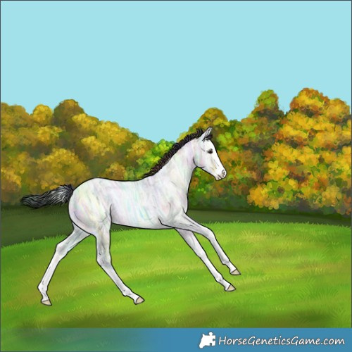 Horse Color:Nacre Grullo Chinchilla Ice Onyx Splash