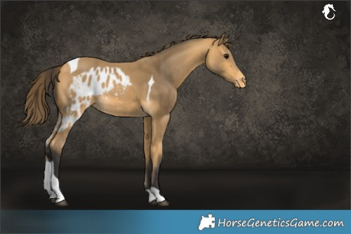 Horse Color:Buckskin Tobiano Skewed LP Spotted 