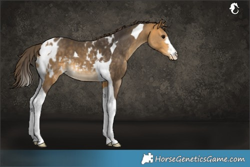Horse Color:Buckskin Tobiano Skewed LP Spotted 