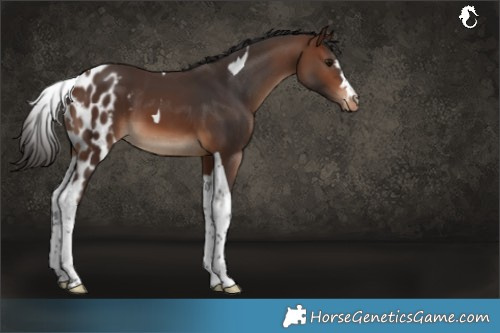Horse Color:Brown Tobiano Skewed LP Spotted