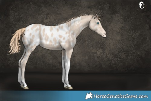 Horse Color:Perlino Tobiano Skewed LP Spotted 
