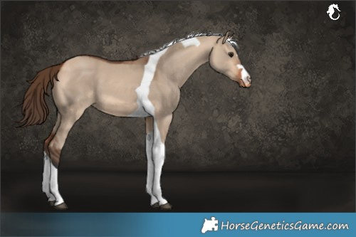 Horse Color:Bay Dun Tobiano Skewed LP Spotted 