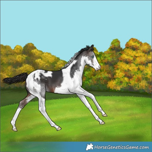 Horse Color:Brown Splash Tobiano Varnish 