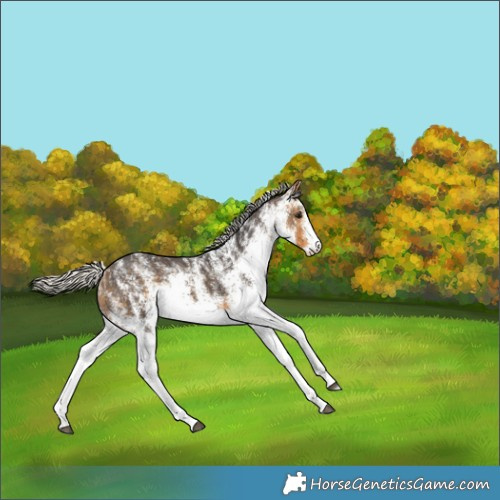 Horse Color:White Spotted Silver Buckskin