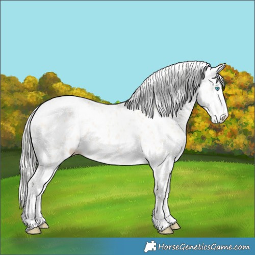 Horse Color:Cremello Leopard