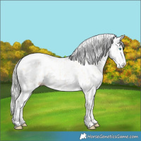 Horse Color:Cremello Leopard