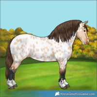 Horse Color:Bay Dun Near Leopard 