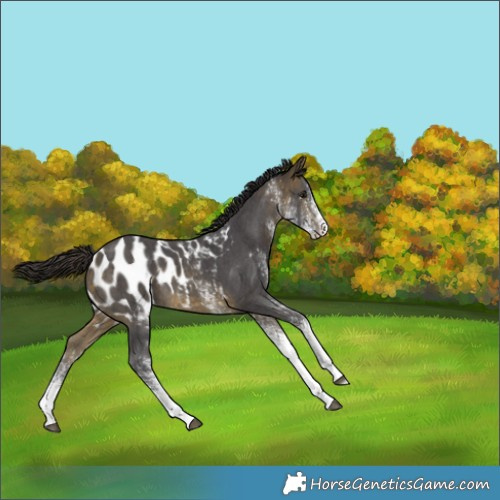 Horse Color:White Spotted Buckskin Blanket 