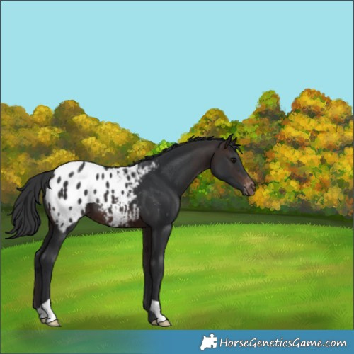 Horse Color:Brown Blanket