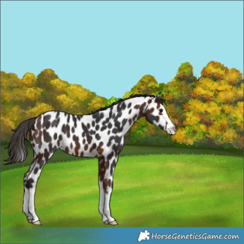 Horse Color:Bay Splash Near Leopard 