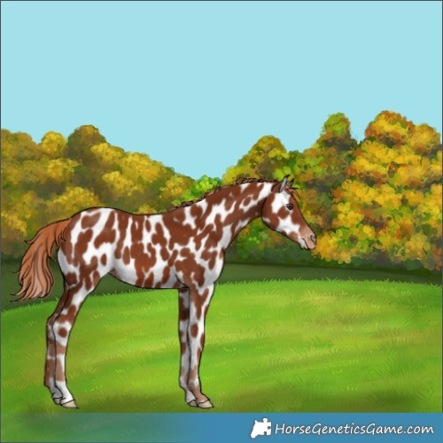 Horse Color:Chestnut Near Leopard