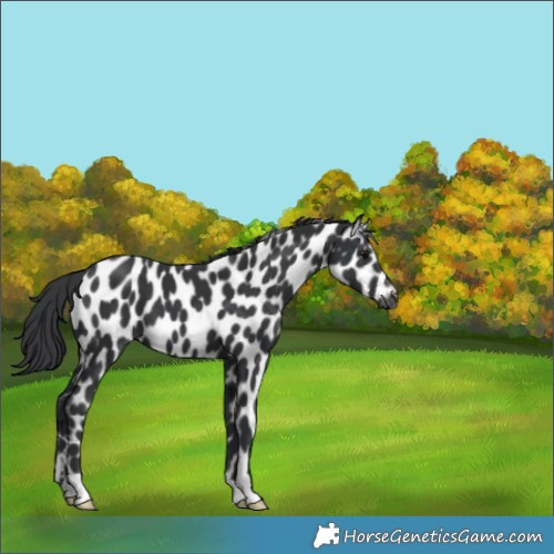 Horse Color:Black Leopard 