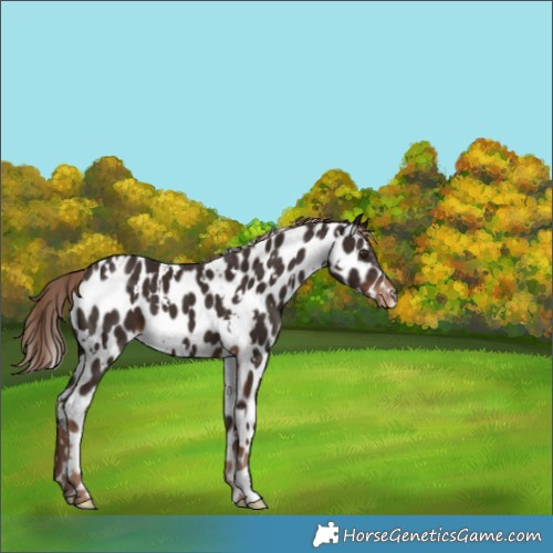 Horse Color:White Spotted Liver Chestnut Leopard