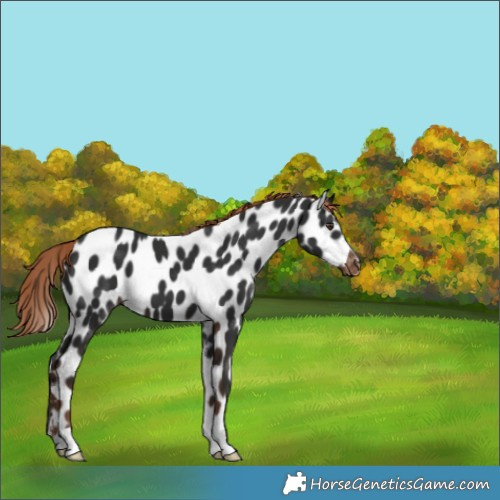 Horse Color:Liver Chestnut Near Leopard 