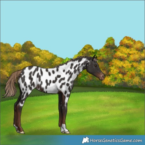 Horse Color:Liver Chestnut Near Leopard 
