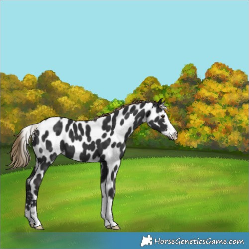 Horse Color:Liver Chestnut Near Leopard