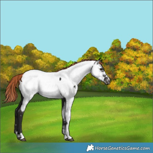 Horse Color:Liver Chestnut Near Fewspot 