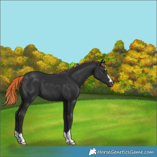 Horse Color:Liver Chestnut 
