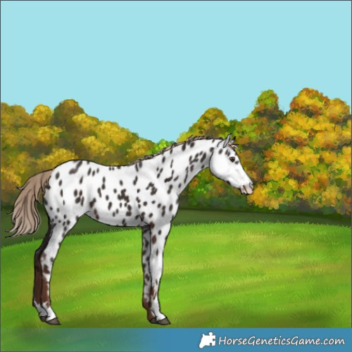Horse Color:Liver Chestnut Near Leopard