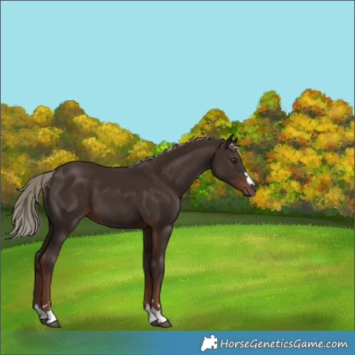 Horse Color:Liver Chestnut 