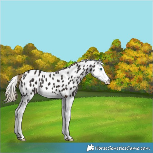 Horse Color:Liver Chestnut Splash Leopard 