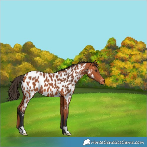 Horse Color:Bay Near Leopard 