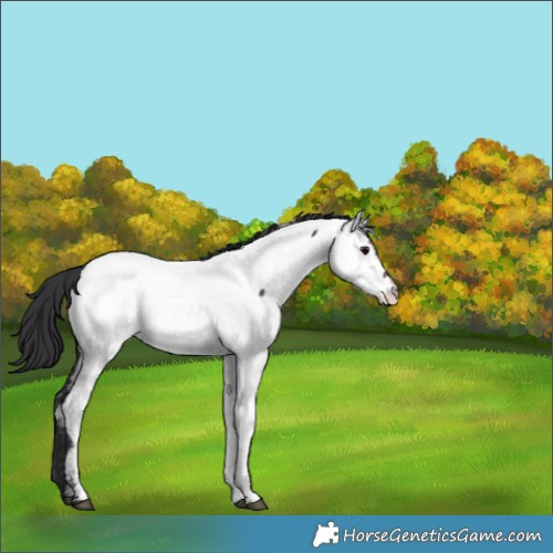 Horse Color:Brown Fewspot 
