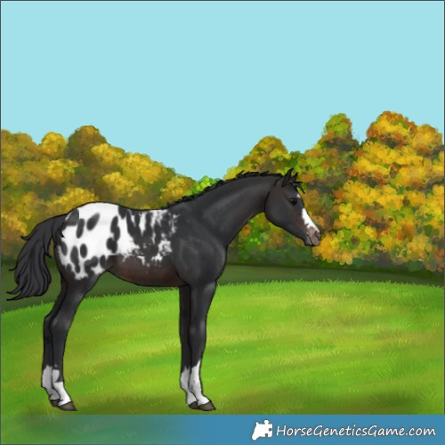 Horse Color:Brown Blanket 