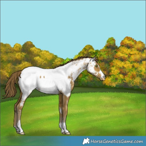 Horse Color:Sable Cream Champagne Near Fewspot