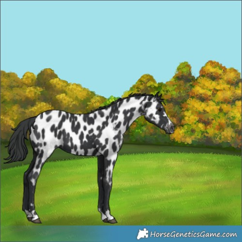Horse Color:Black Near Leopard 