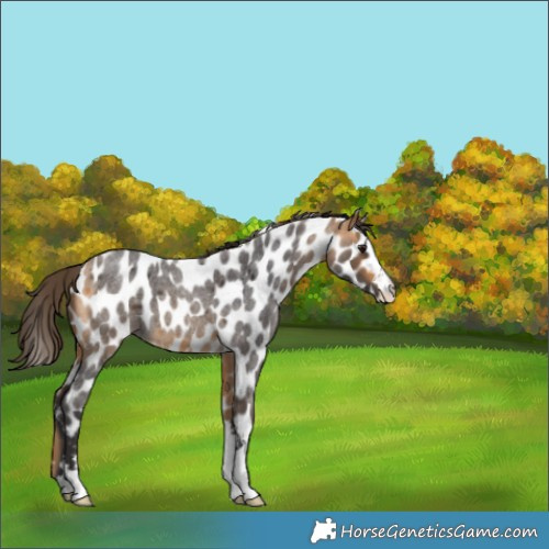 Horse Color:Buckskin Roan Leopard 