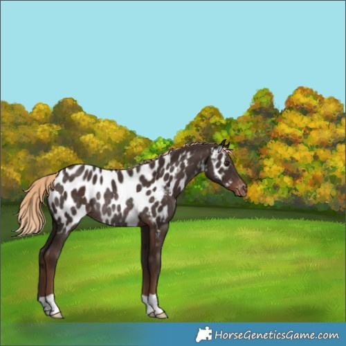 Horse Color:Liver Chestnut Near Leopard Rabicano 